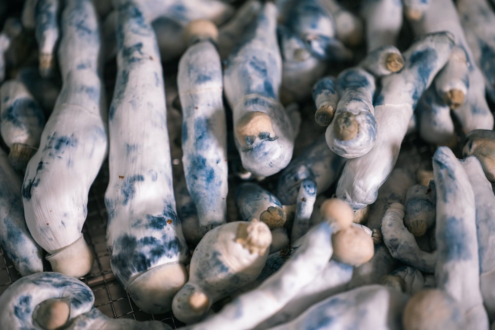 Filament Health ships psilocybin drug to Australia, first country legally prescribing psychedelics