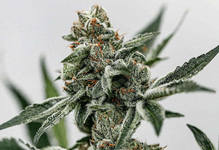 Village Farms enters British market, ships BC cannabis to distributor 4C Labs