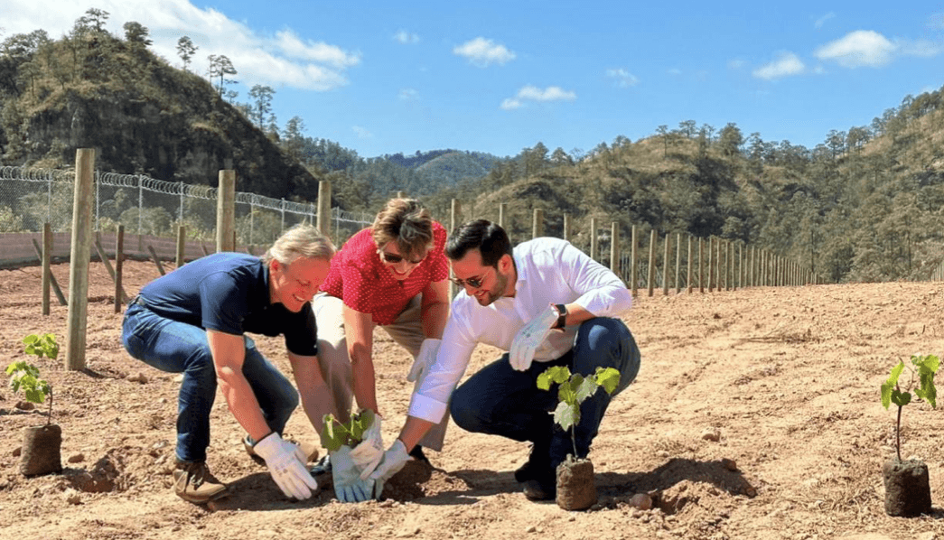 Aura Minerals establishes vineyard at Honduras gold mine to support local economy