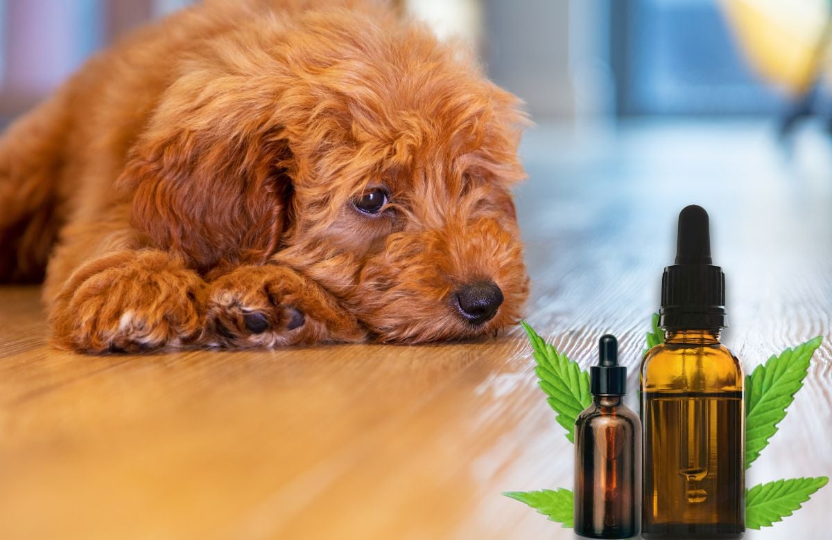 Cannabis - CBD for Dogs Separation-Anxiety