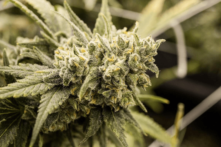 CBD relieves anxiety better than THC without unwanted side effects, study says