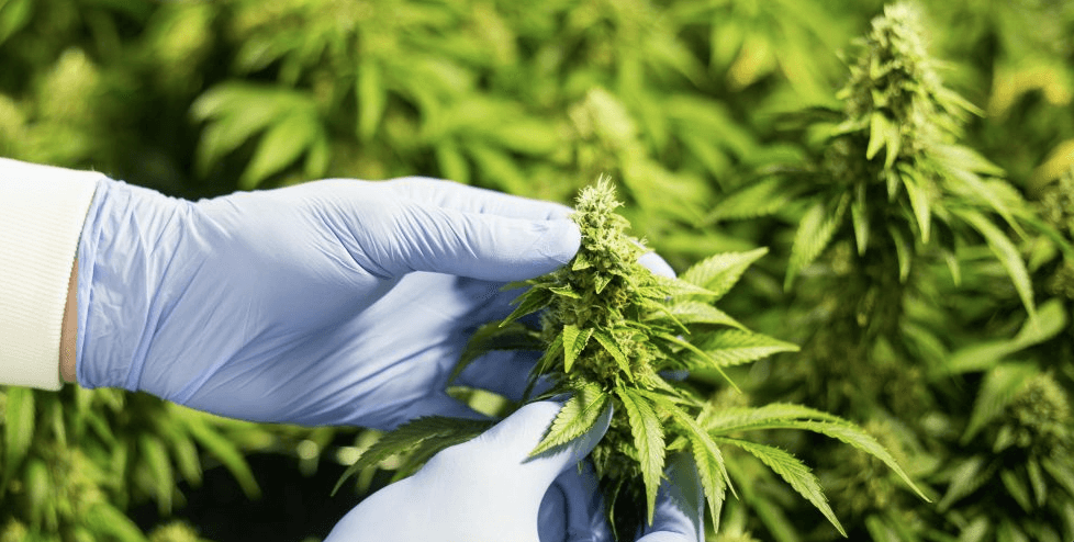 Cannabis Council of Canada CEO George Smitherman steps down after 4 years