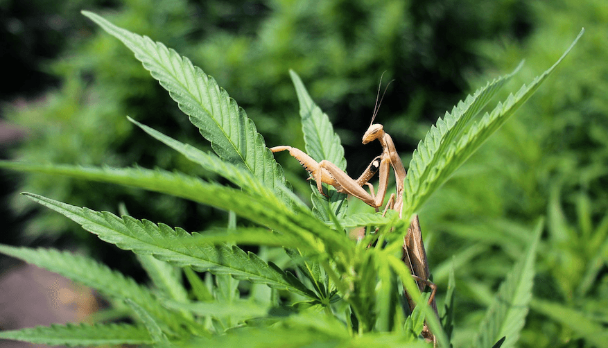 Christina Lake Cannabis acquires outdoor cultivation facilities in Midway, BC for C$3M