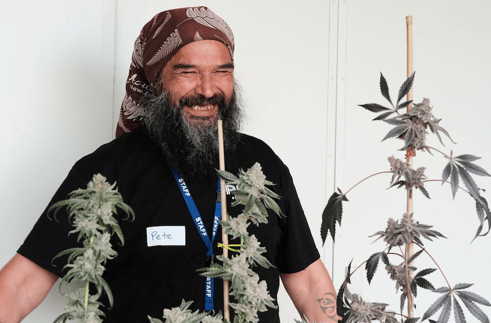 New Zealand's Rua Bioscience provides unique cannabis genetics to Ontario's Apollo Green