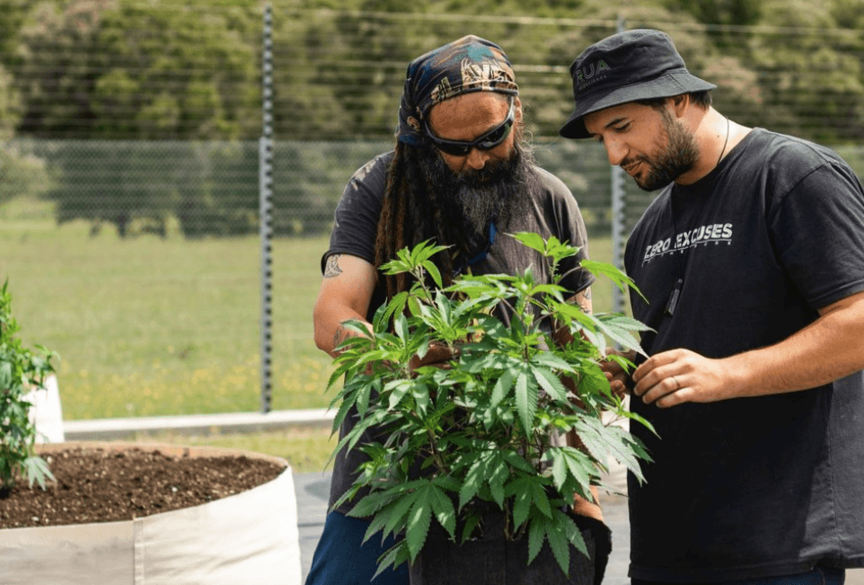 New Zealand's Rua Bioscience provides unique cannabis genetics to Ontario's Apollo Green
