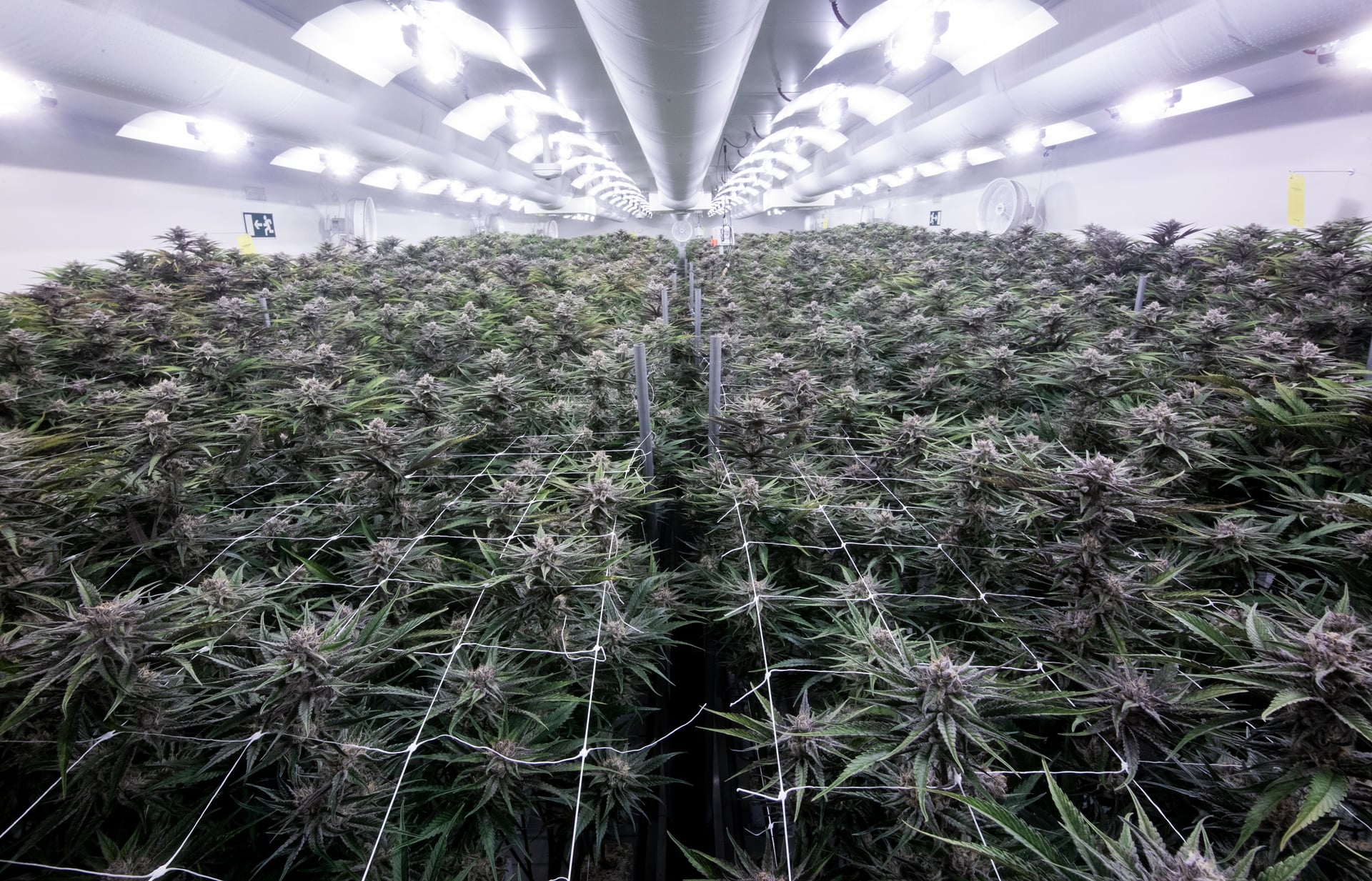akanda holigen indoor cannabis grow facility