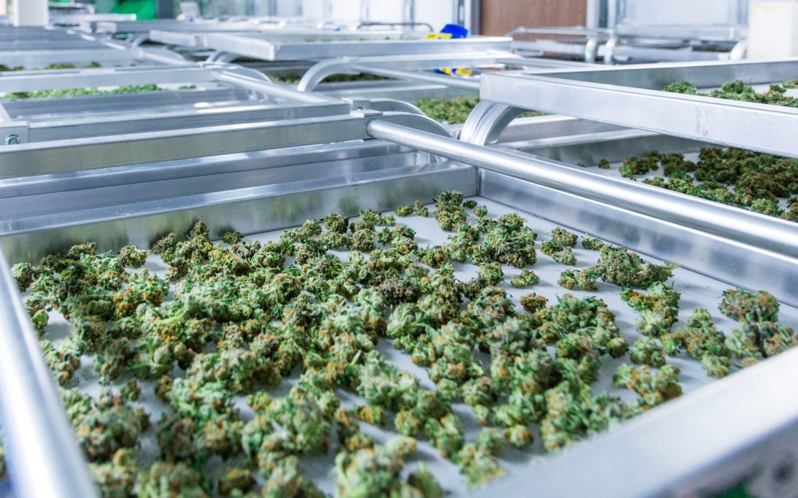 Annual American cannabis sales expected to rise by over 9% this year