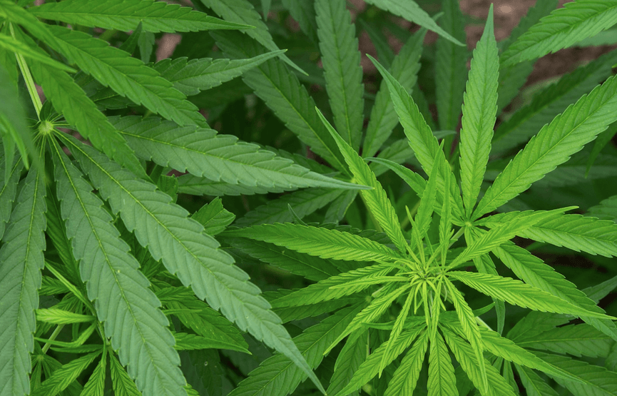 Flora Growth acquires US$7M German cultivation facility following legalization