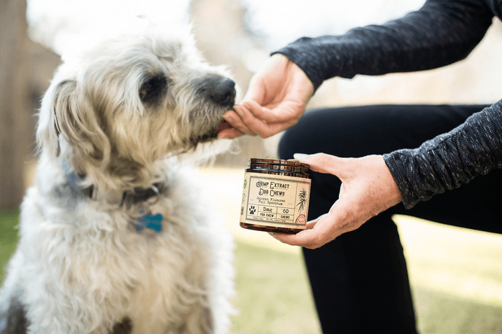 Can CBD help with your dog’s anxiety?