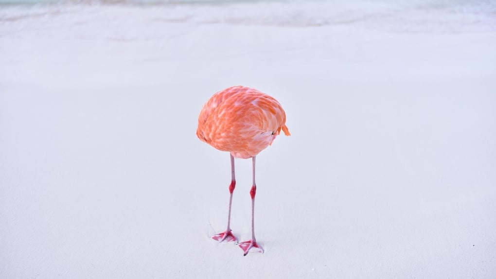 Birdwatcher wins AI photo contest with unaltered flamingo snap, later disqualified
