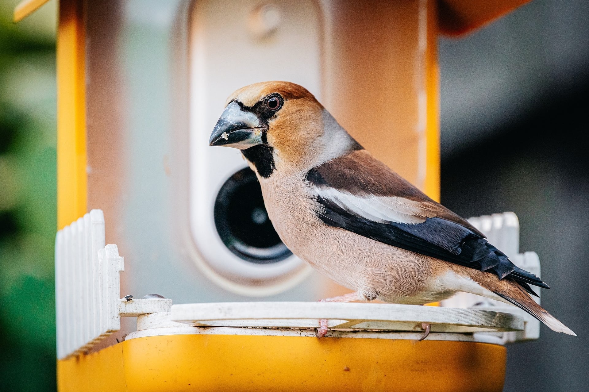 AI-powered bird feeder startup adds new 'Natural Intelligence' features to its gadget
