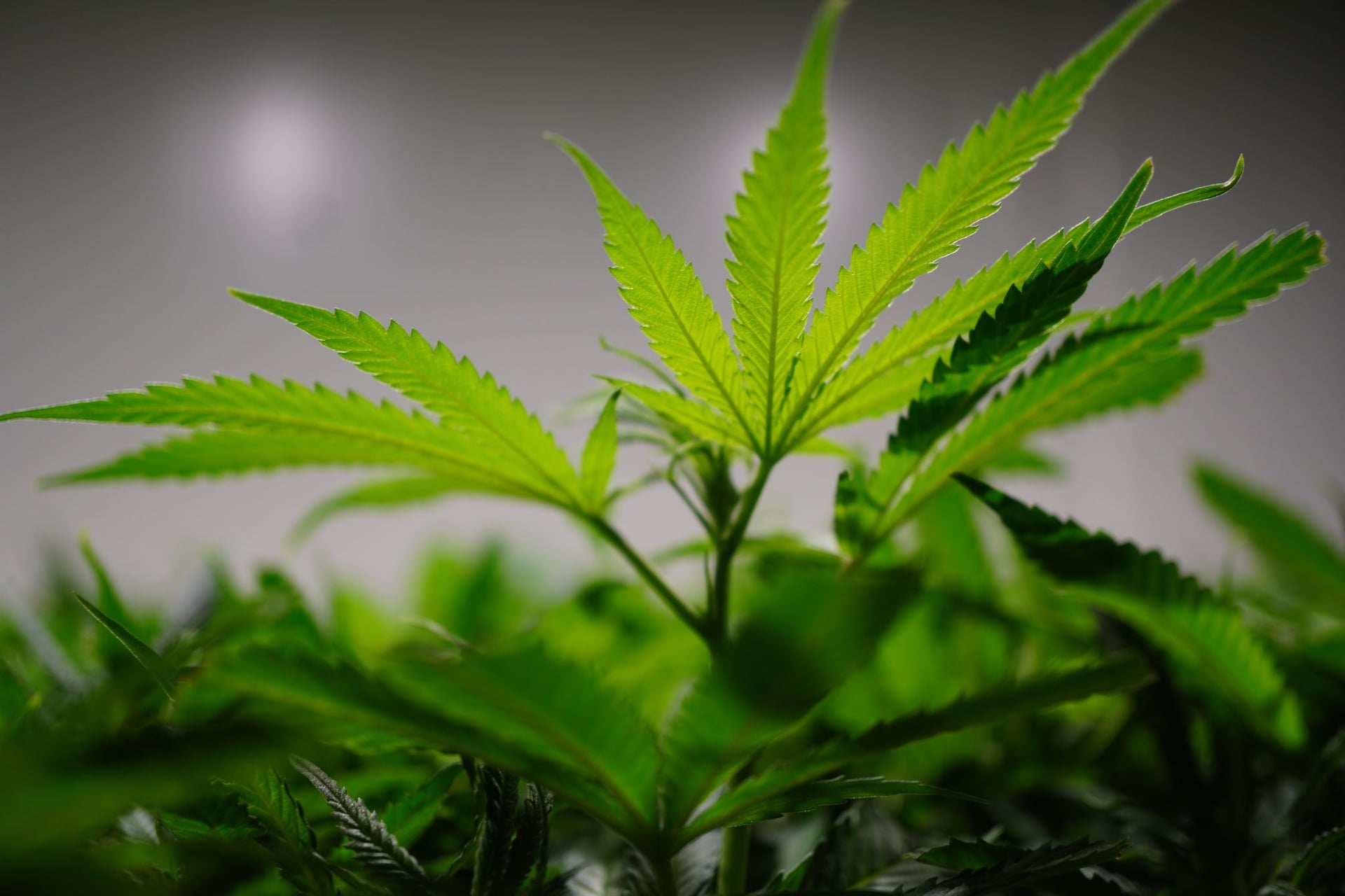 Aurora Cannabis obtains new German cultivation and research licenses
