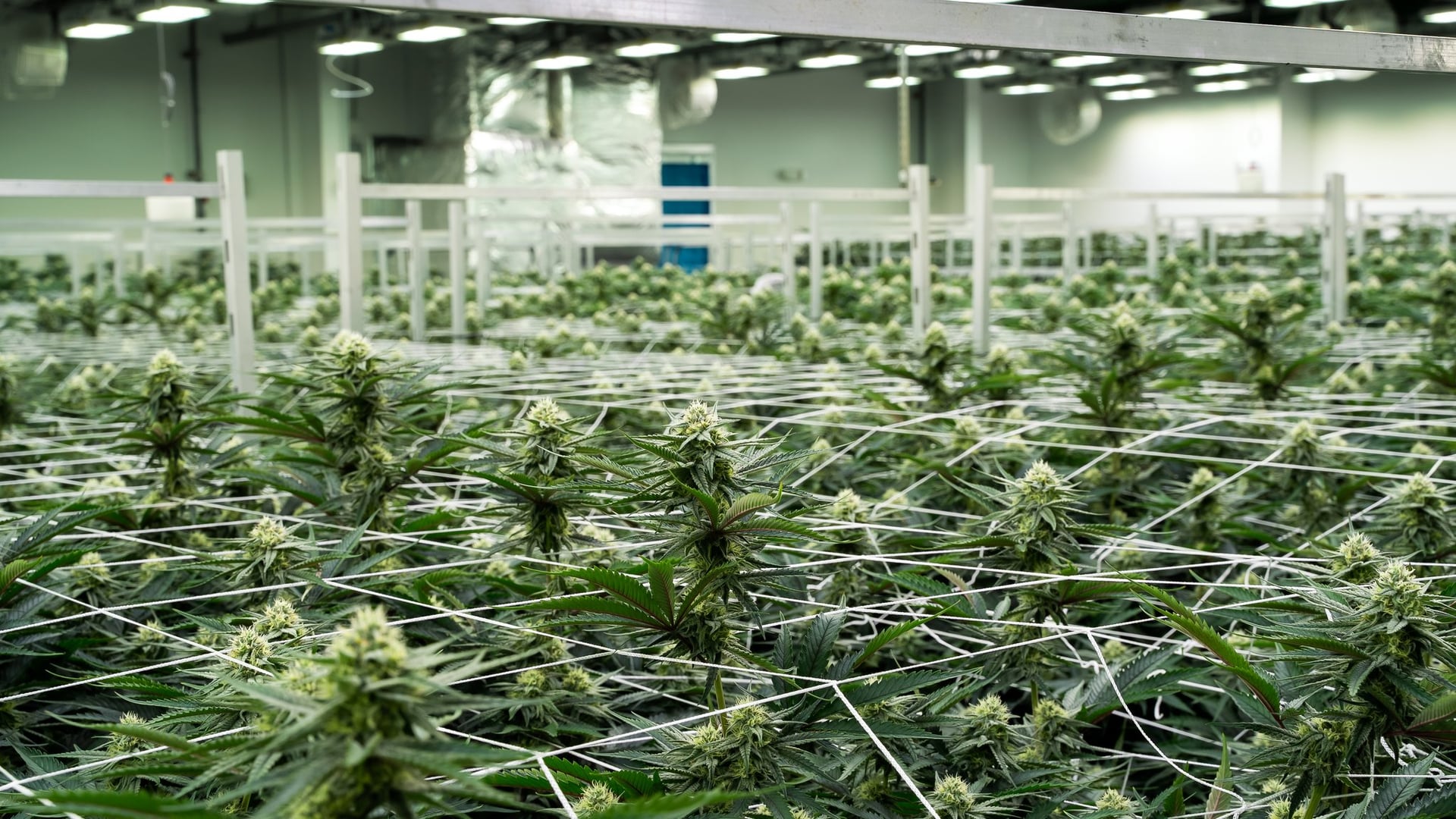 Cannabis stocks slide after DEA decides to push back reclassification hearing