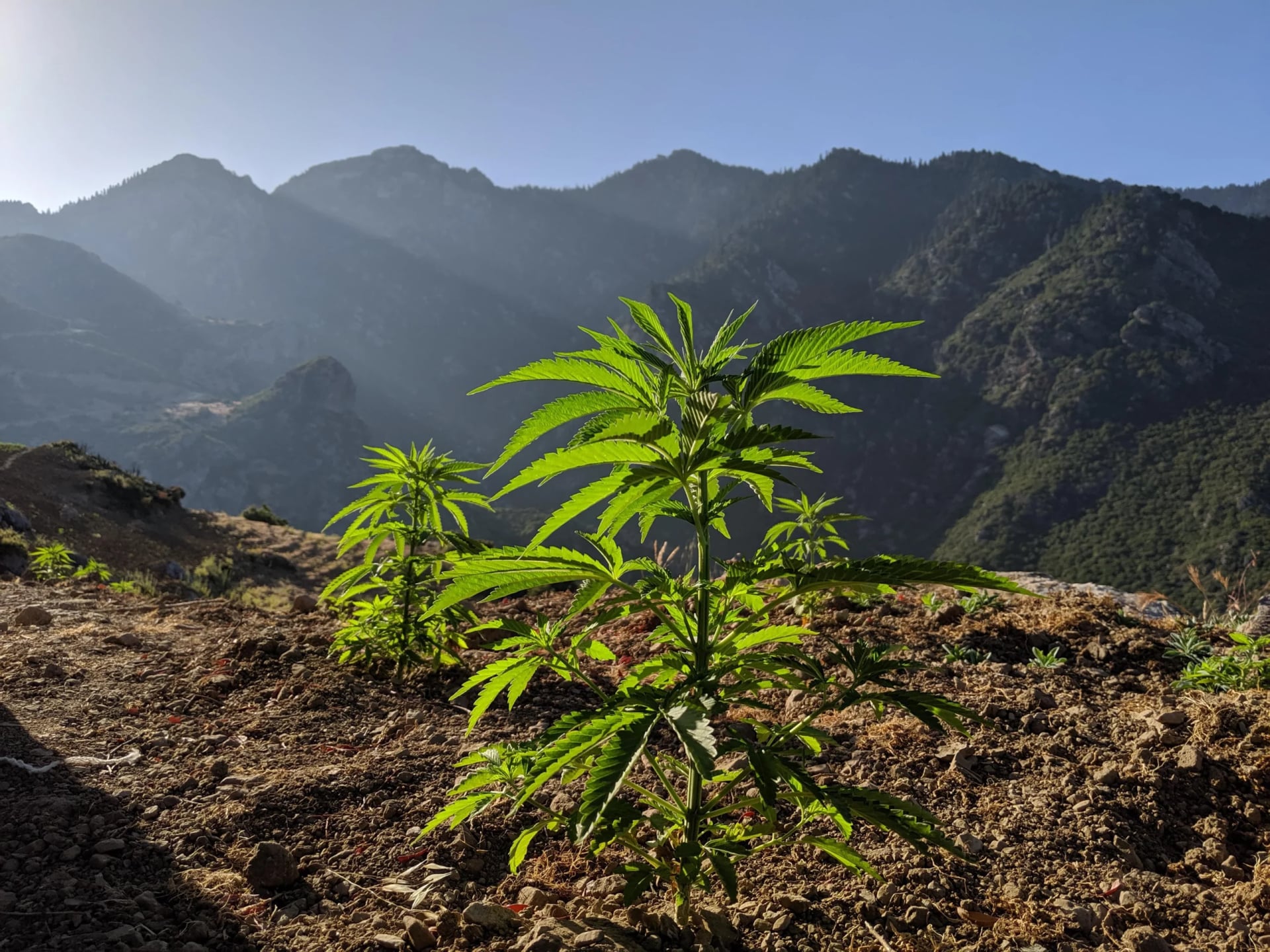 Moroccan king pardons almost 5,000 cannabis farmers for their illicit cultivation