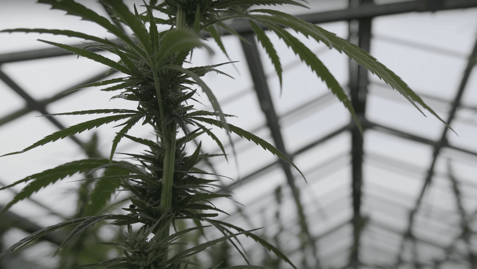 Ukraine implements medical cannabis legalization amid conflict with Russia