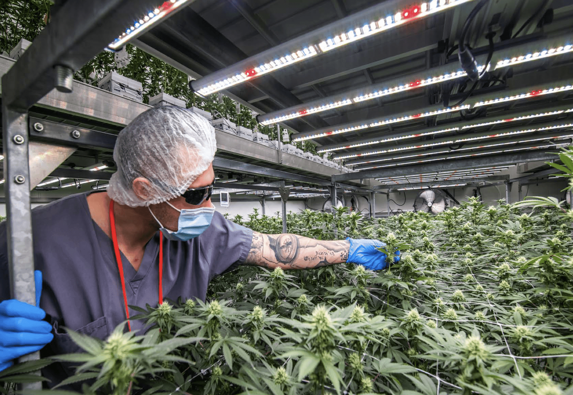 Avant Brands to enter Australian cannabis market with launch of BLK MKT
