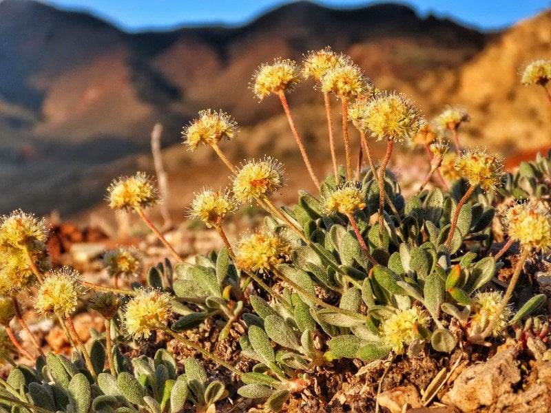 Nevada lithium mine edges closer to approval despite environmental concerns