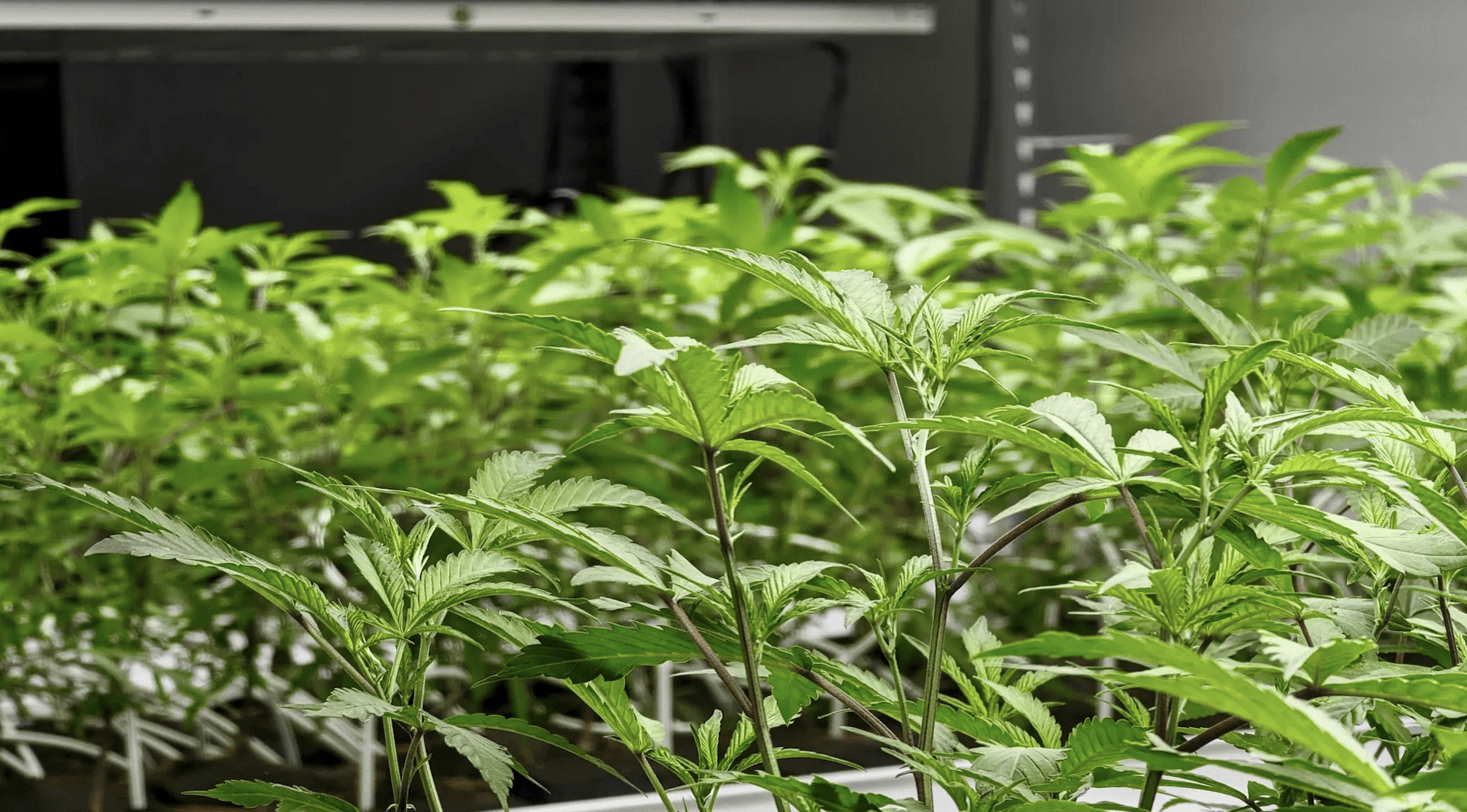 Northern Canada gets a new cannabis distribution warehouse