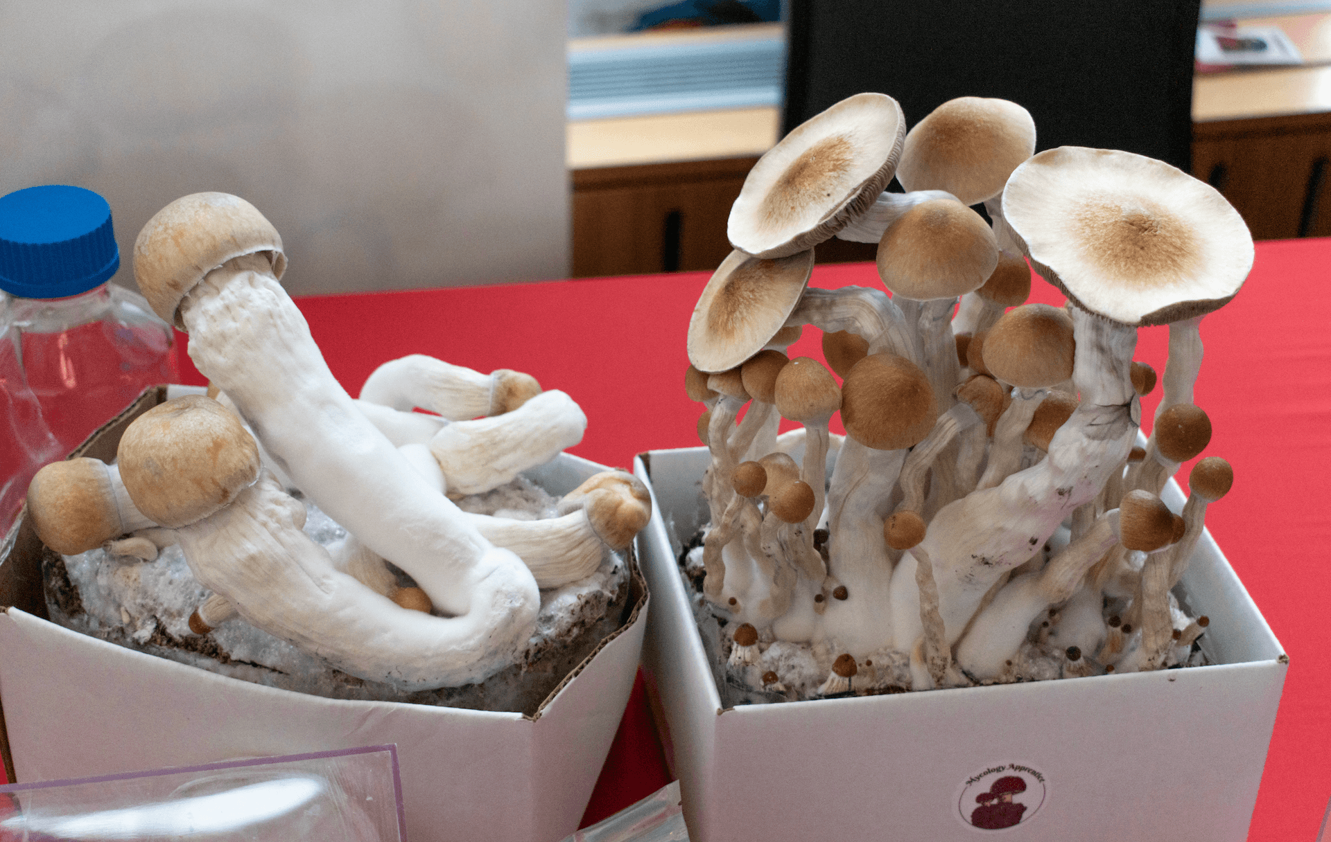 Magic mushroom market set to go gangbusters, Research and Markets says