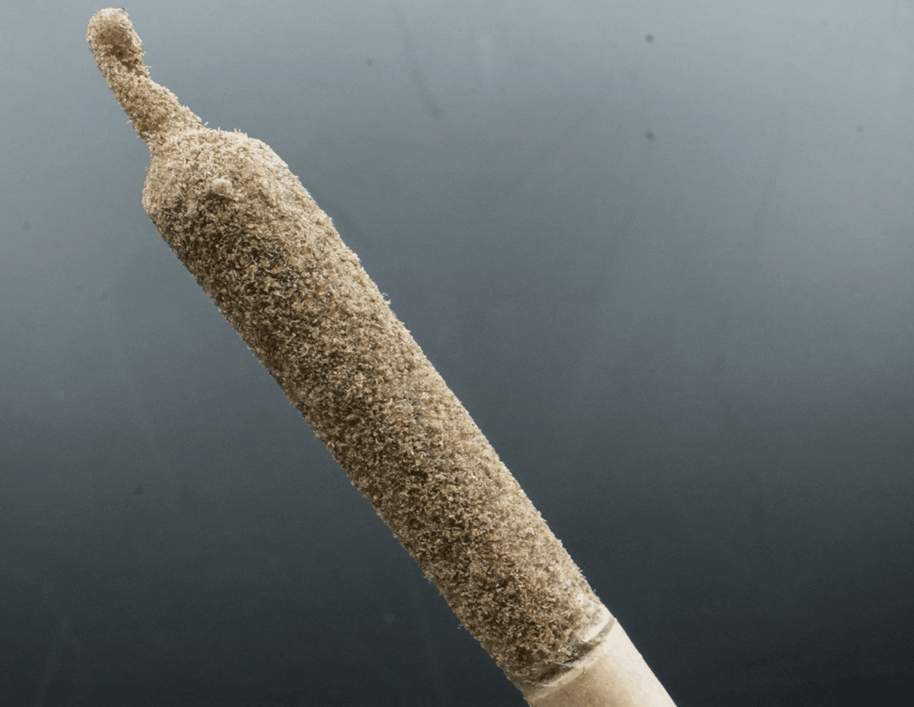 Simply Solventless to enhance its pre-roll repertoire with ANC acquisition