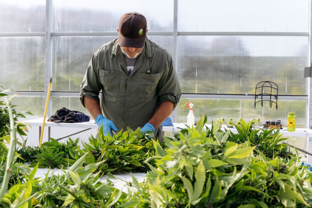 Cannabis sales spike by 21% in Canada's most populated province