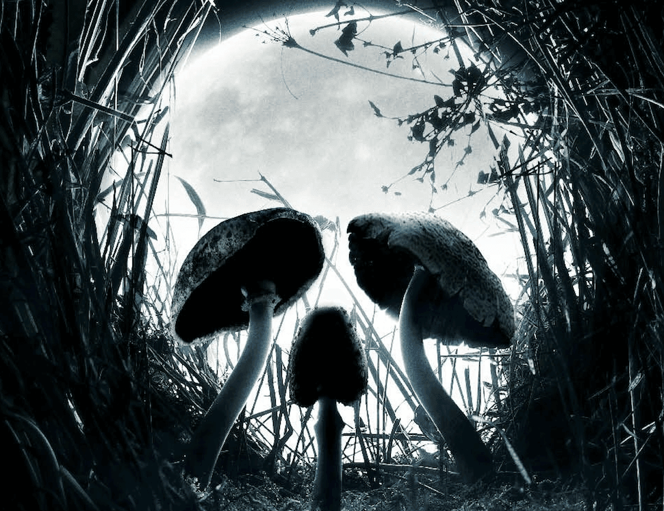 Psilocybin can be beneficial, unless you take too much and chop your penis off