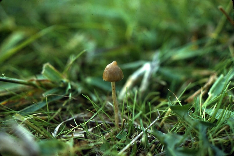 Quebec religious group demands ceremonial psilocybin access, files lawsuit