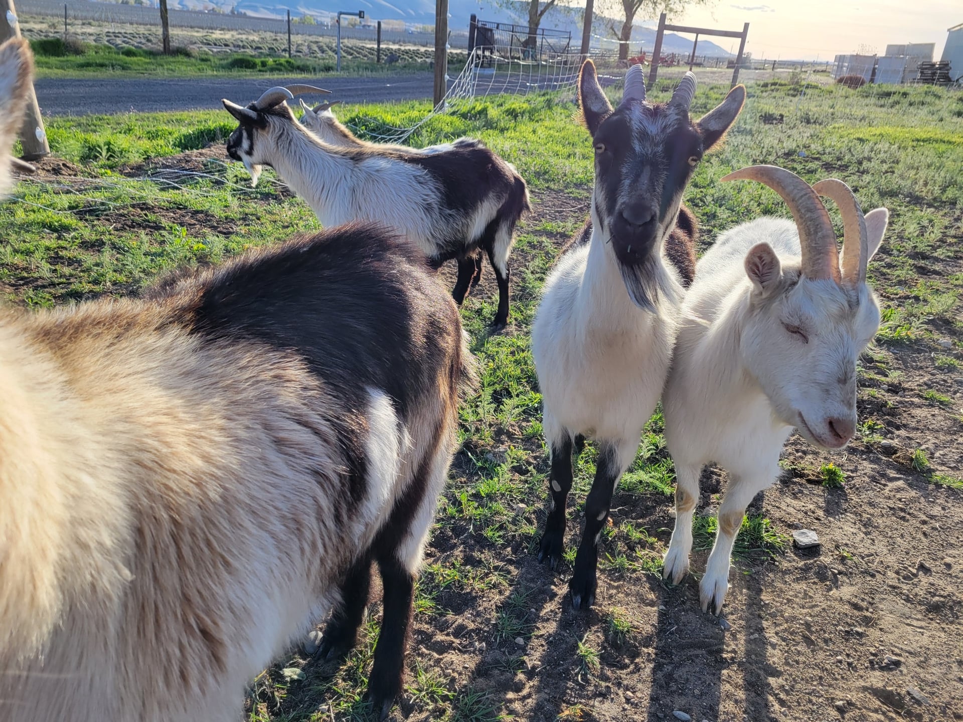 American researchers train AI to assess the mental state of goats