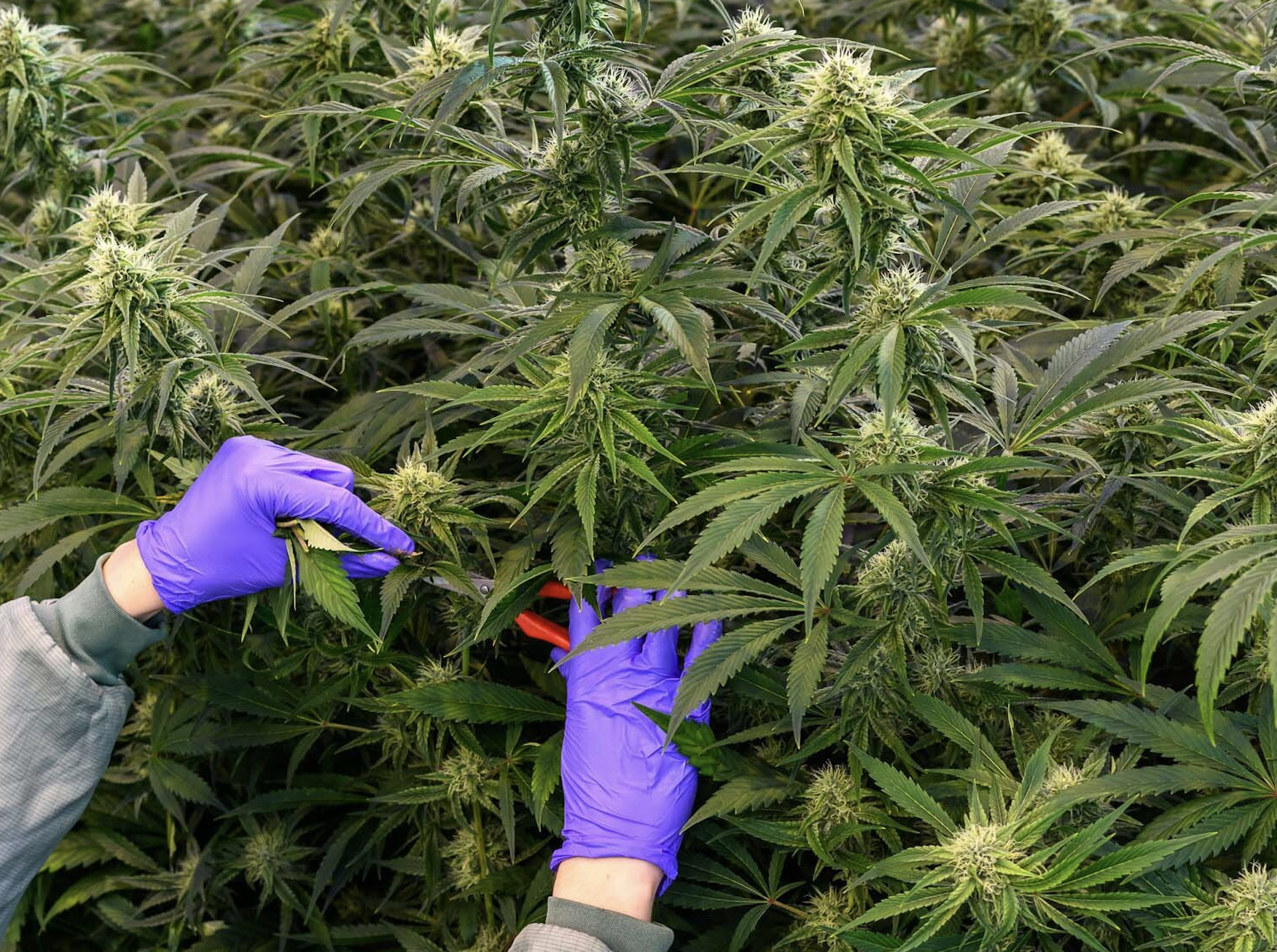 Cannabis does not accelerate cognitive decline, new research determines
