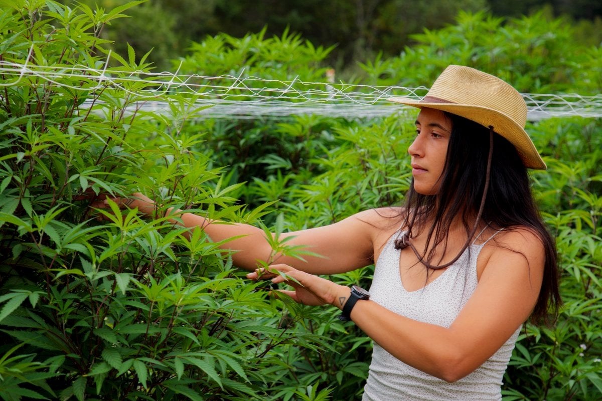 New York pot farmers take state authorities to court over adult-use rollout measures