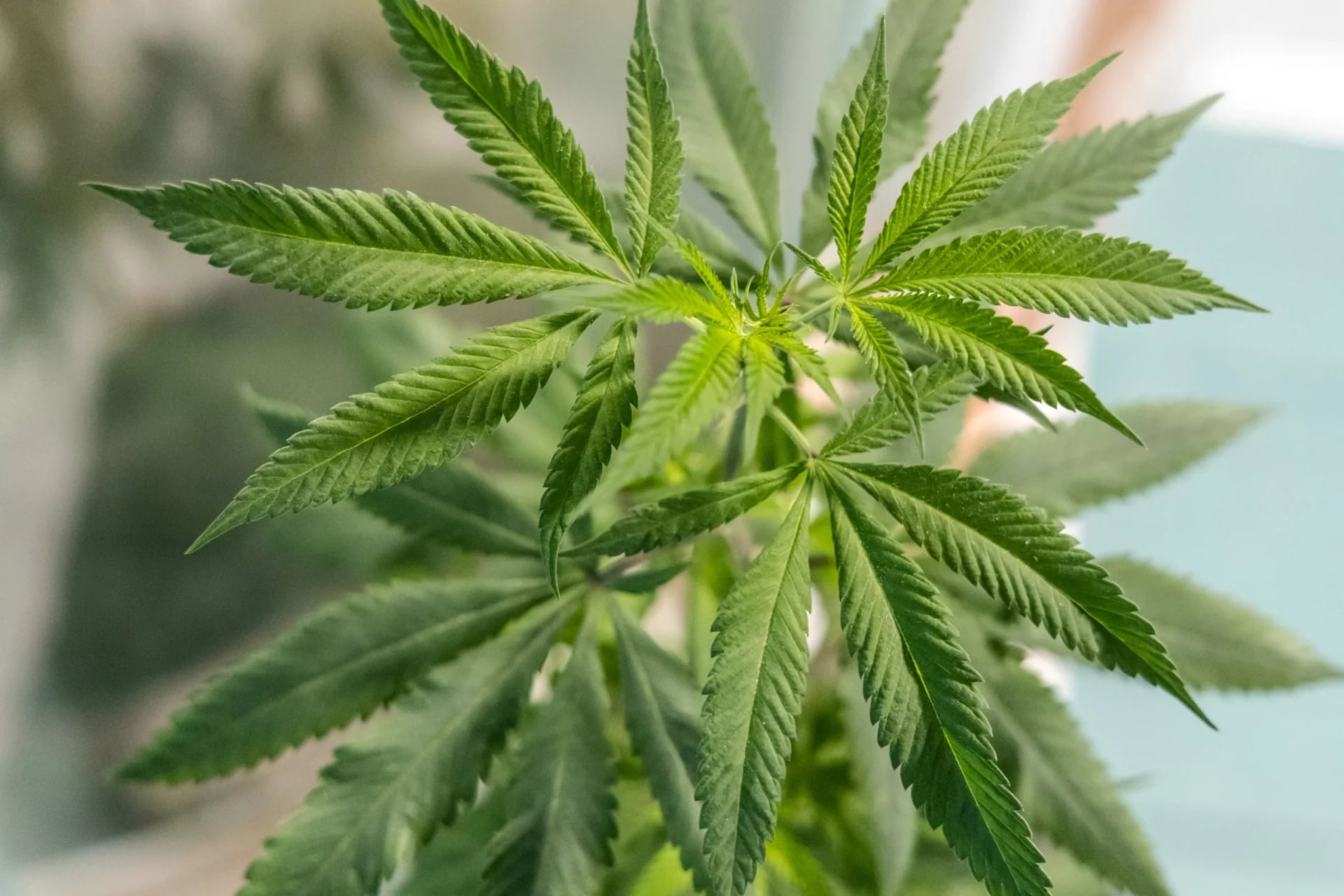 Ohio cannabis market goes gangbusters after recreational bud legalized