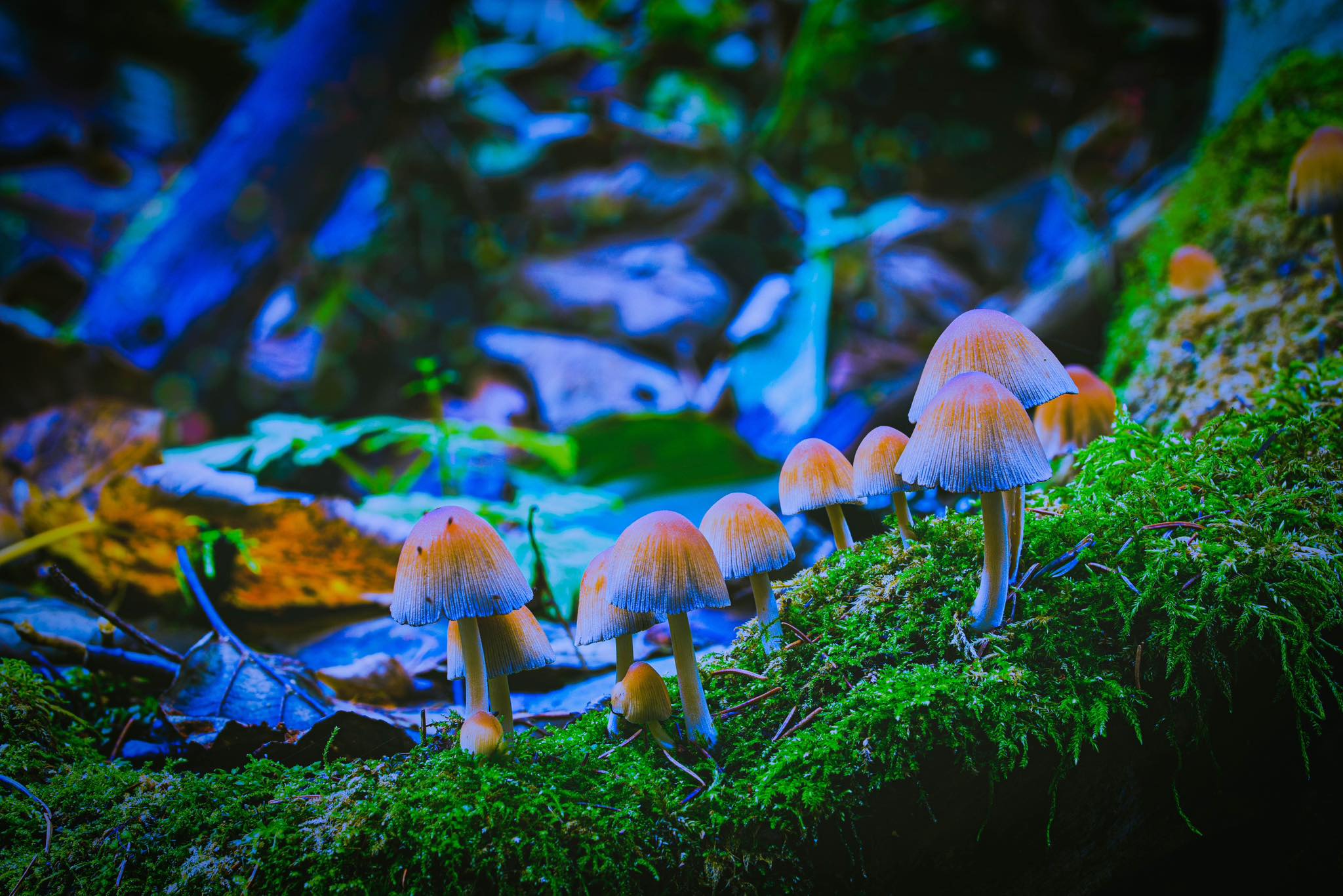 Colorado set to ring in new year with with regulated magic mushroom therapy