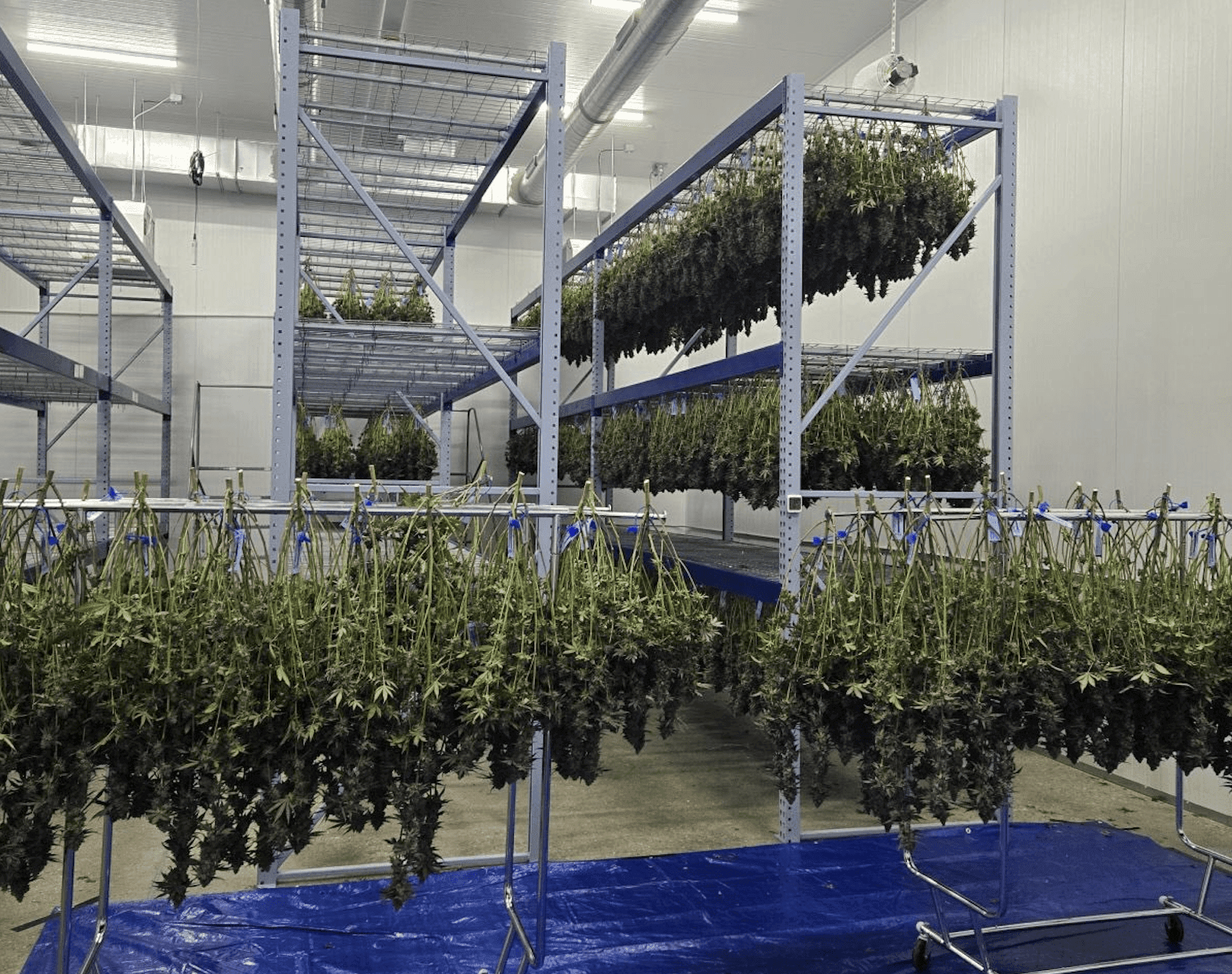 Grown Rogue kicks off New Jersey sales after getting cultivation facility up and running