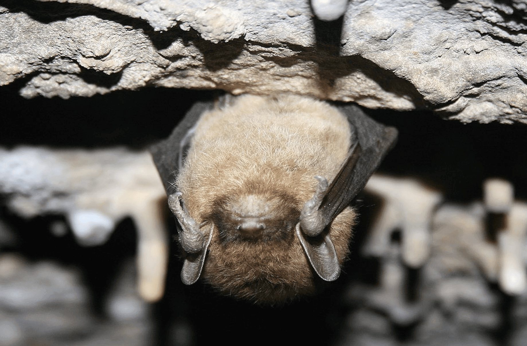New Yorkers find out that using bat poop for cannabis fertilizer can be fatal