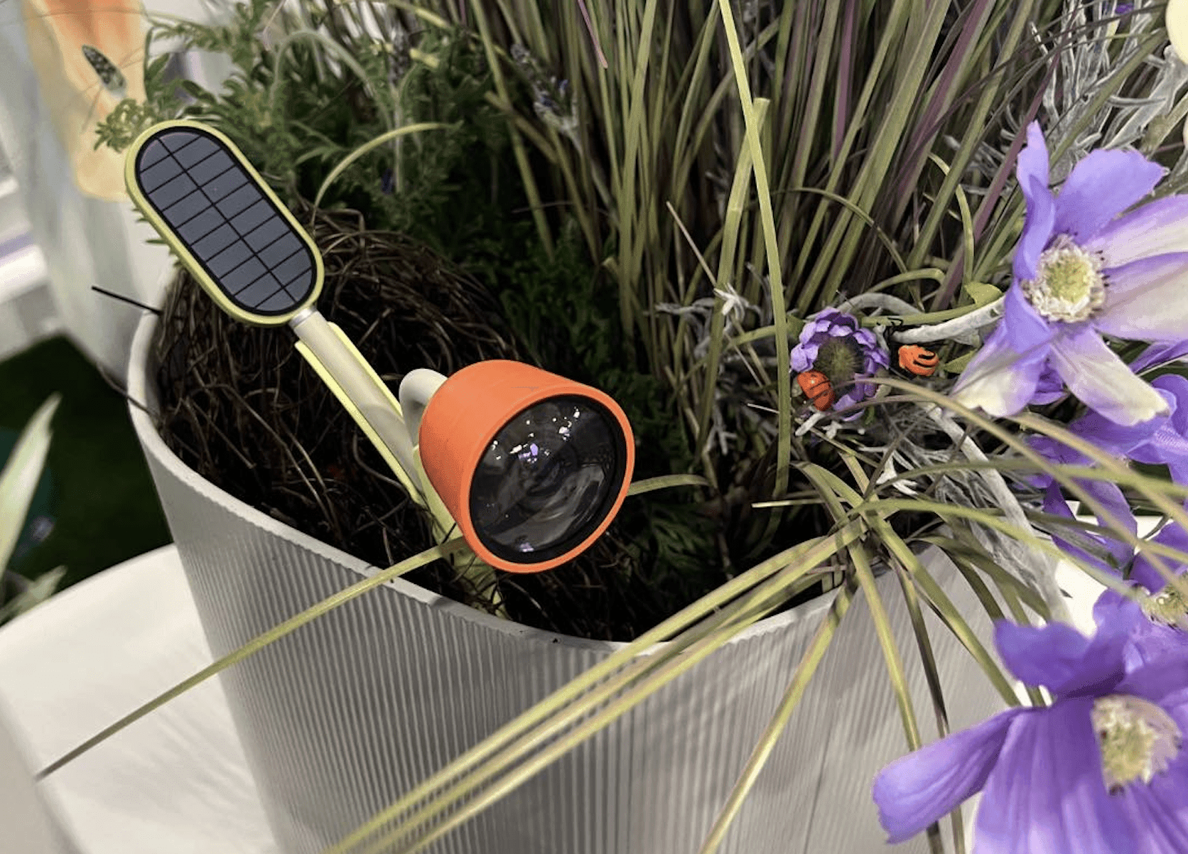 Bird Buddy spreads its wings with release of new insect observation tech