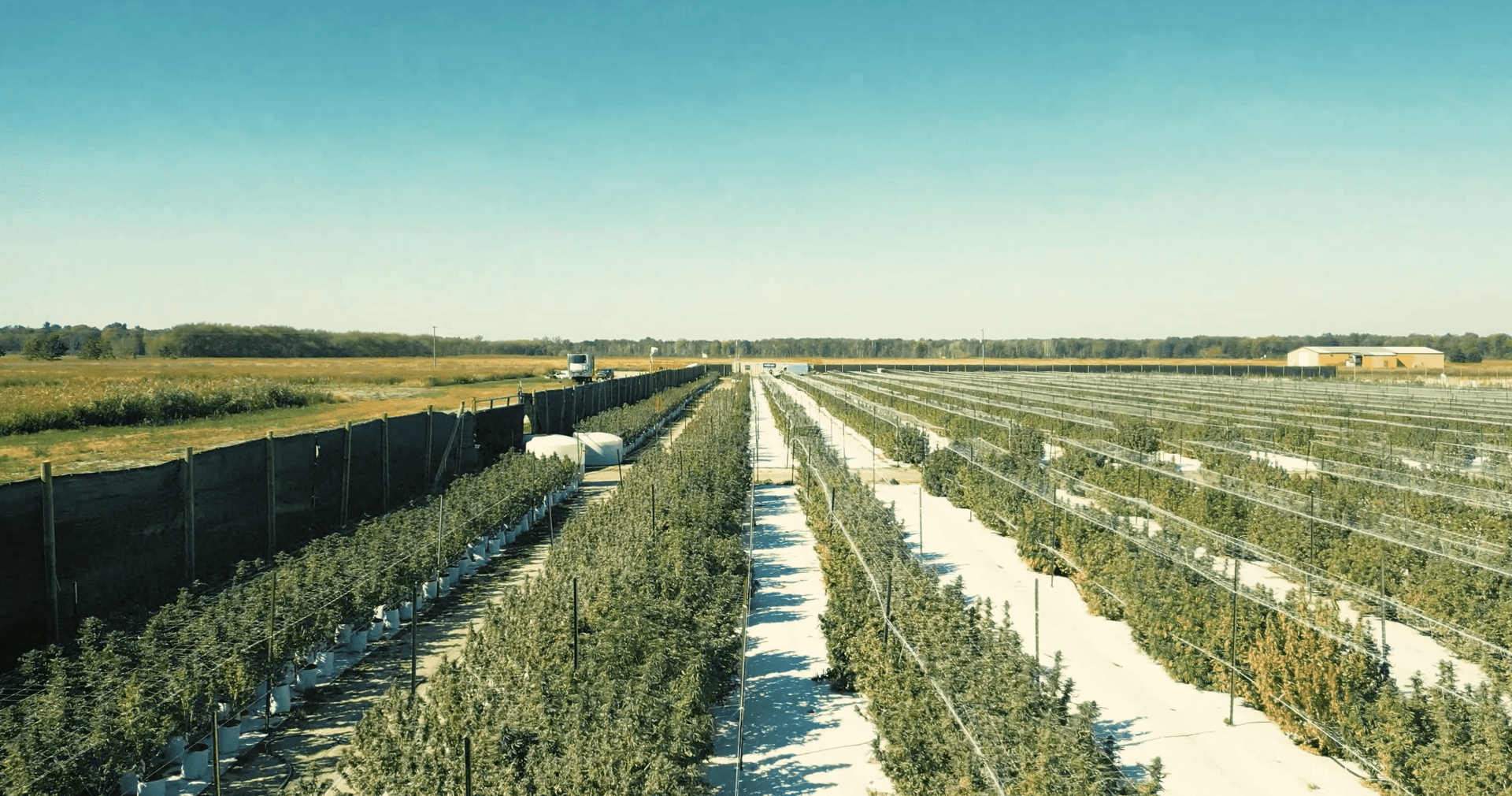 Curaleaf forced to fork out US$32M for settlement with Michigan cultivator