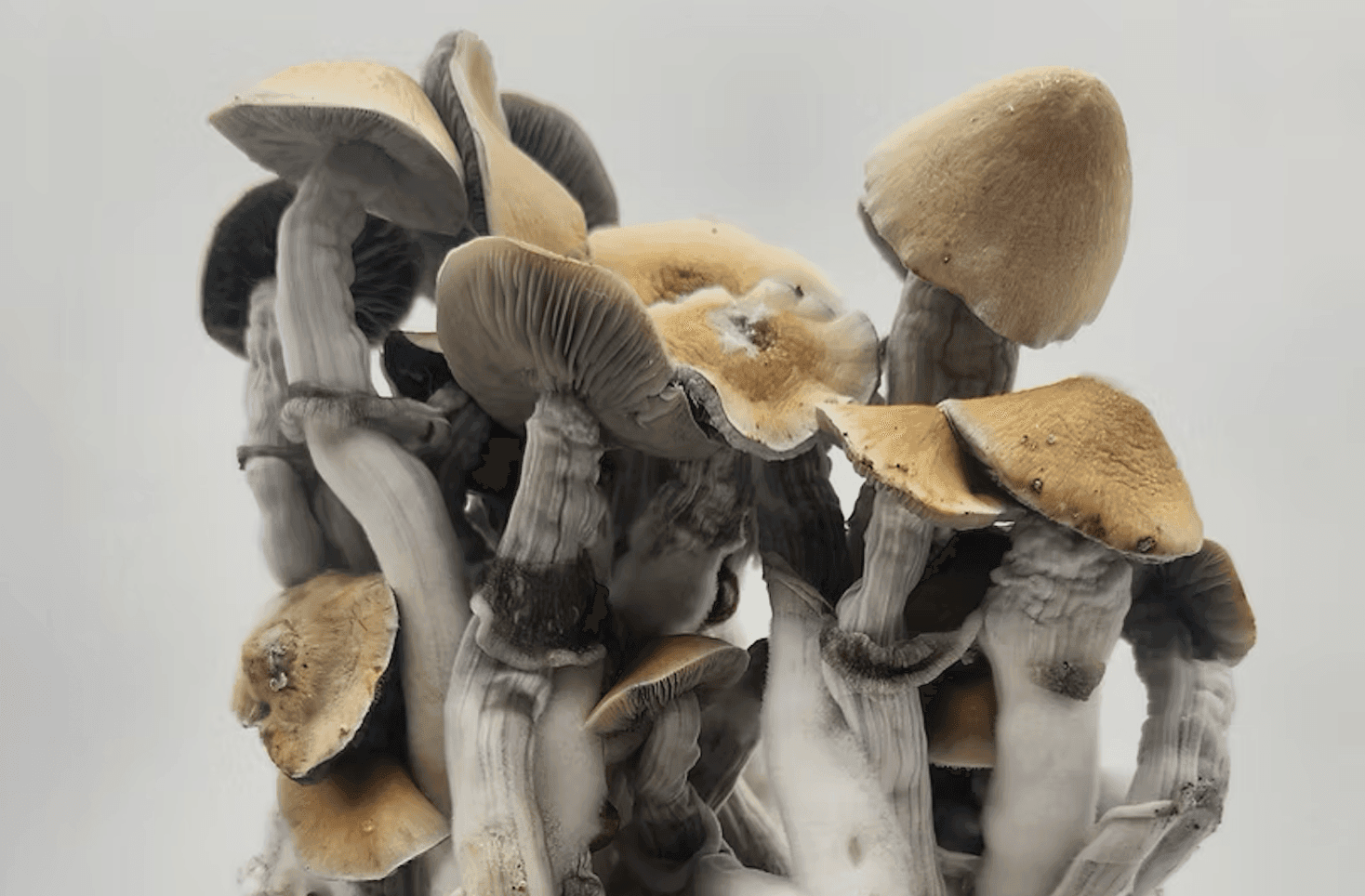 Denver Shroom Fest set to return after successful debut in 2024