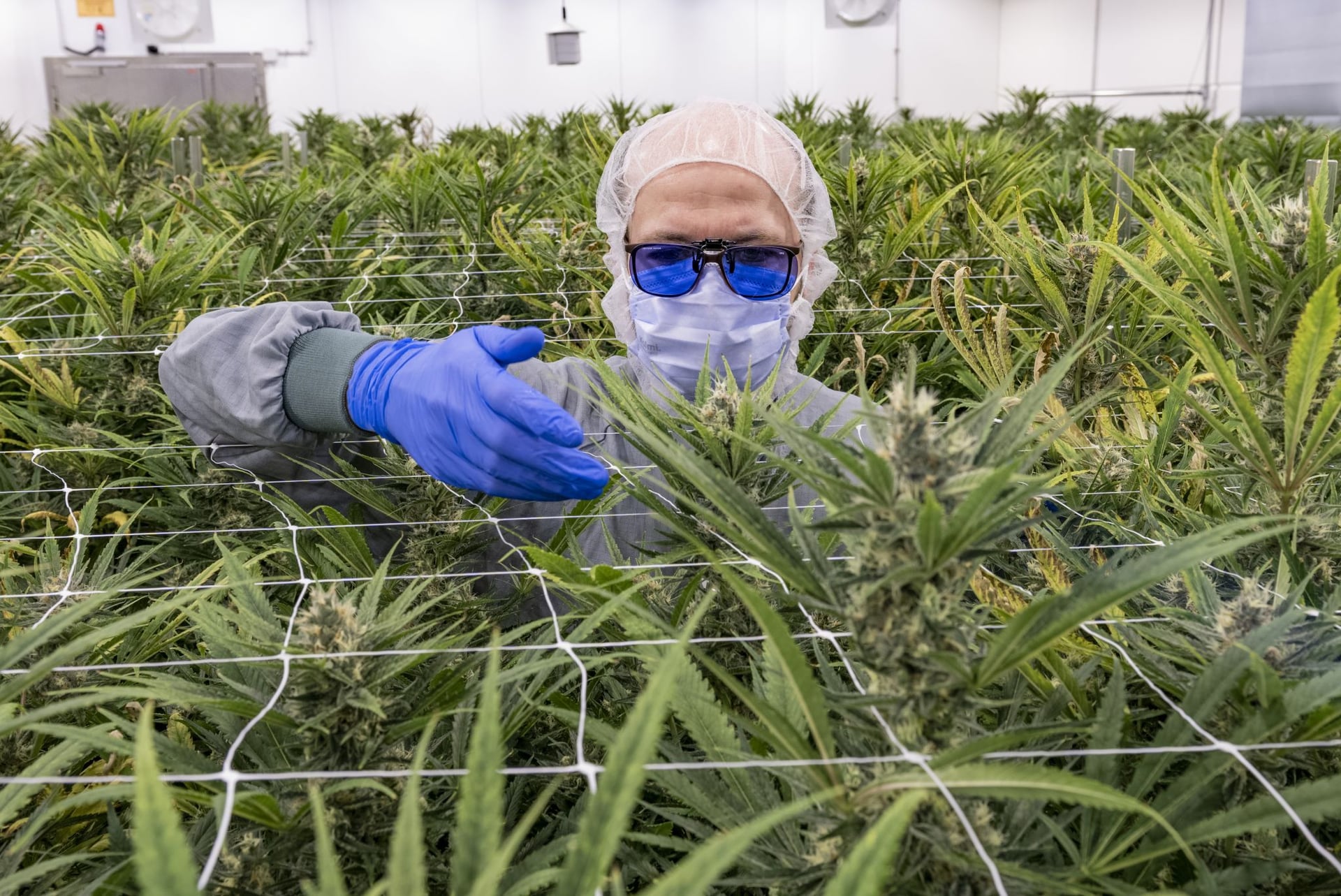 Aurora Cannabis sees 45% spike from juicy financial results