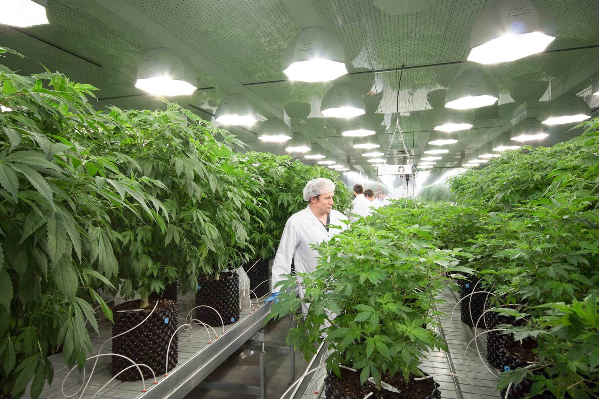 Extraction specialist MediPharm Labs bails on previously announced Ontario facility sale