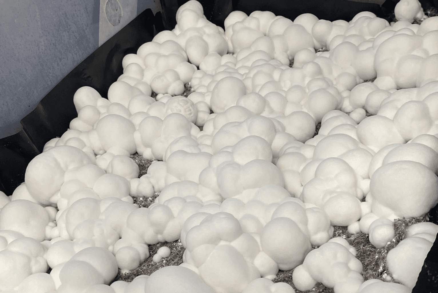 'Snowball Cubensis' psilocybin strain turns heads, completely unique
