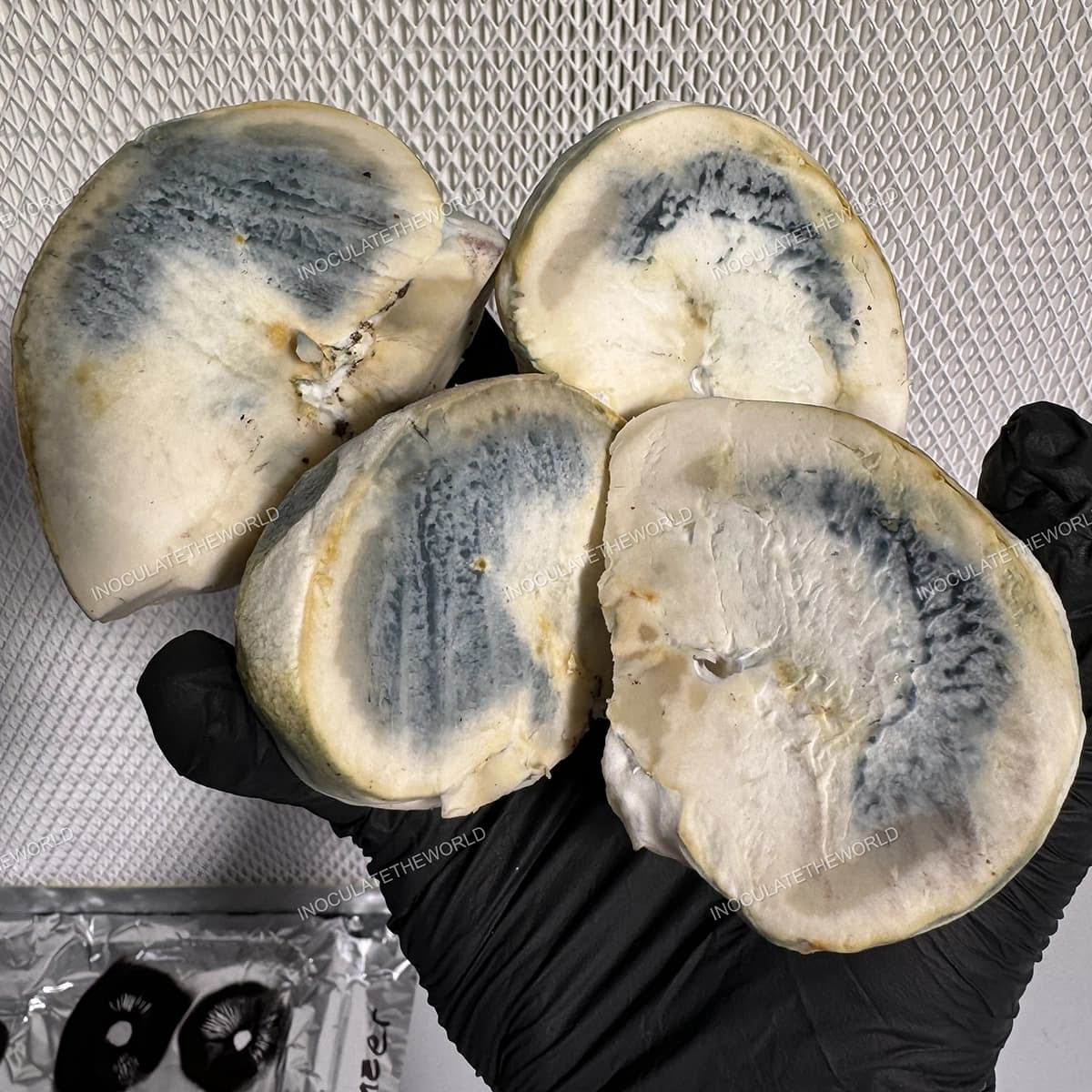 'Snowball Cubensis' psilocybin strain turns heads, completely unique