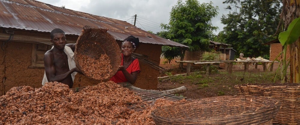 Cocoa farmers in Africa pivot to illegal gold mining