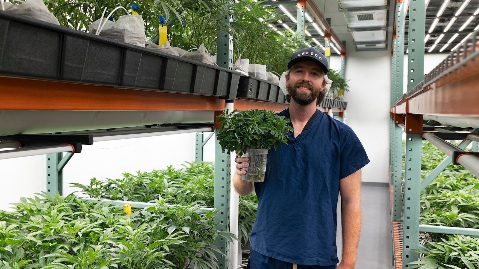 Cresco Labs secures foothold in Kentucky's infant medical cannabis sector