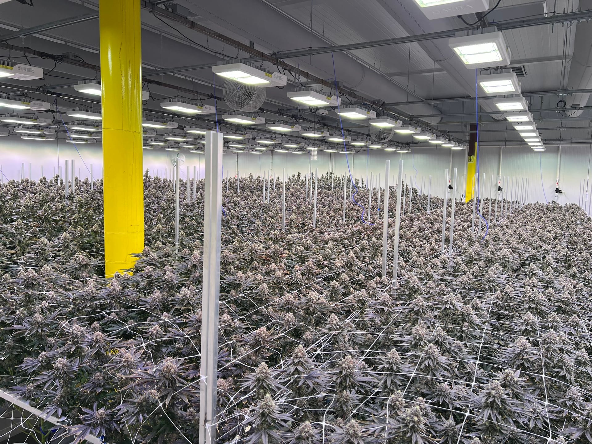 Grown Rogue secures US$7M credit line for expansion initiatives
