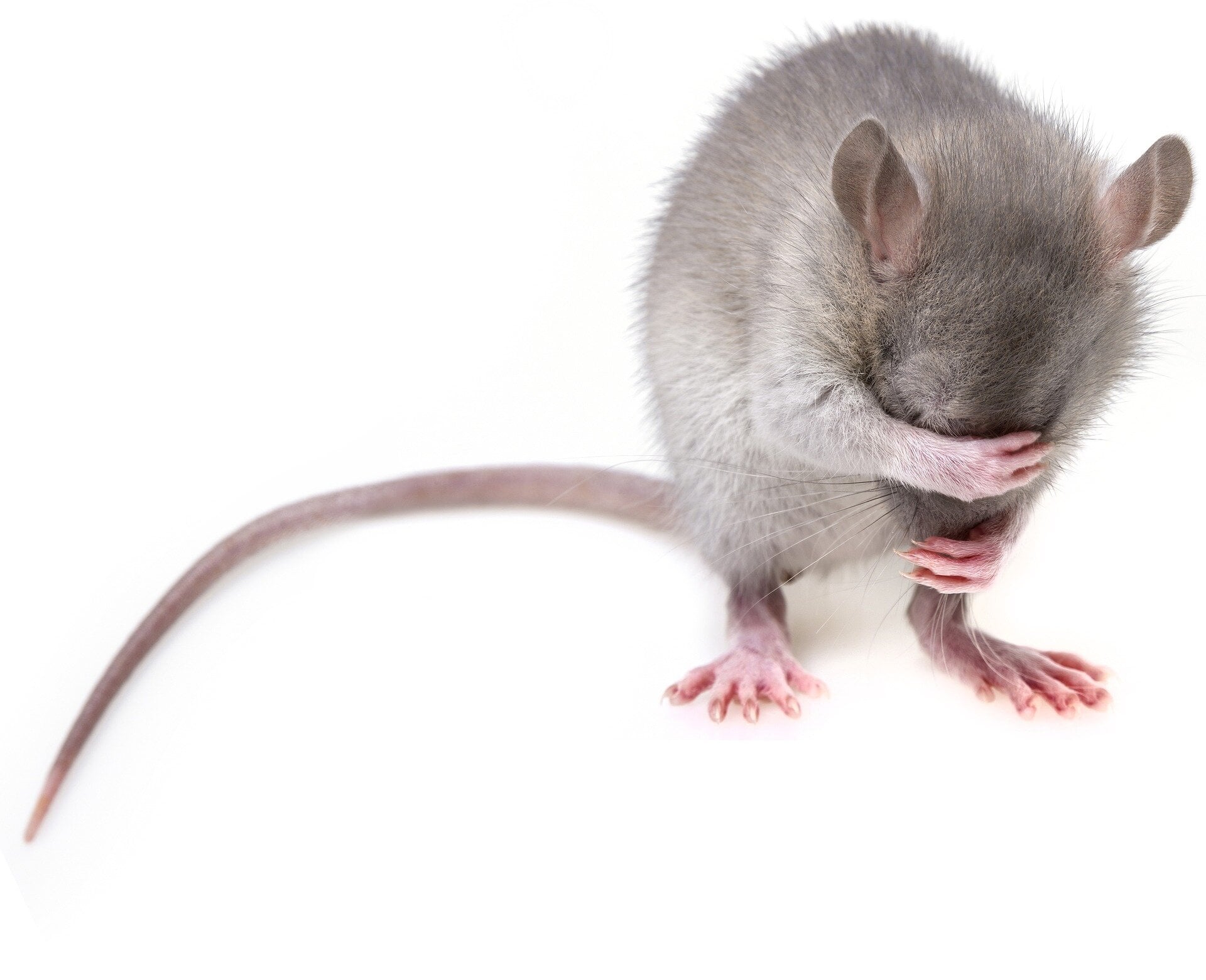 Psilocybin shows great promise for preventing brain damage after head injuries in rodents