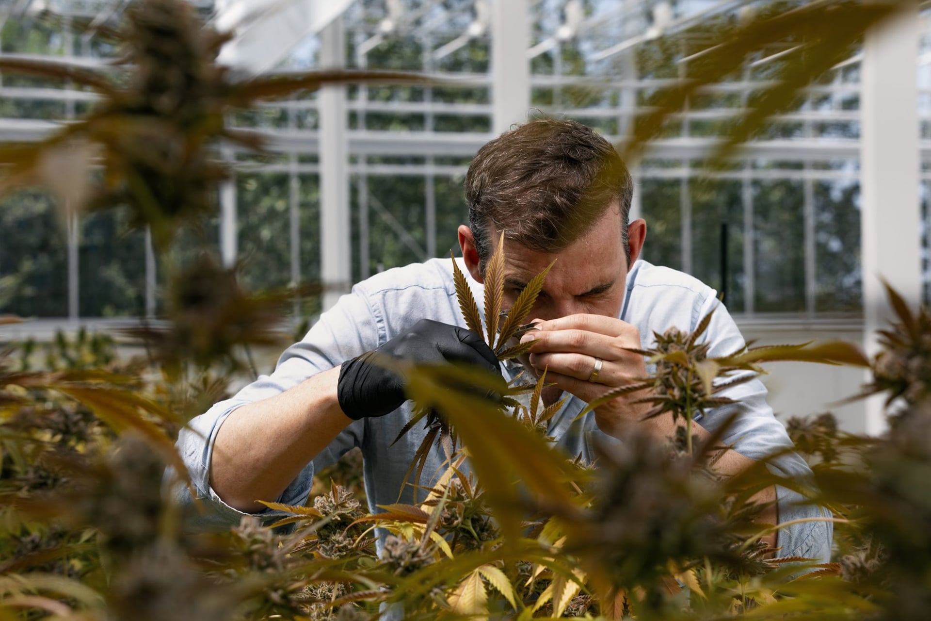 Rubicon Organics sends cannabis flower to Poland, first parcel shipped internationally