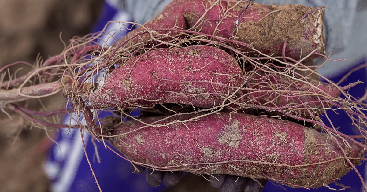 Sweet potato extract inhibits lung cancer growth, Tennessee researchers discover