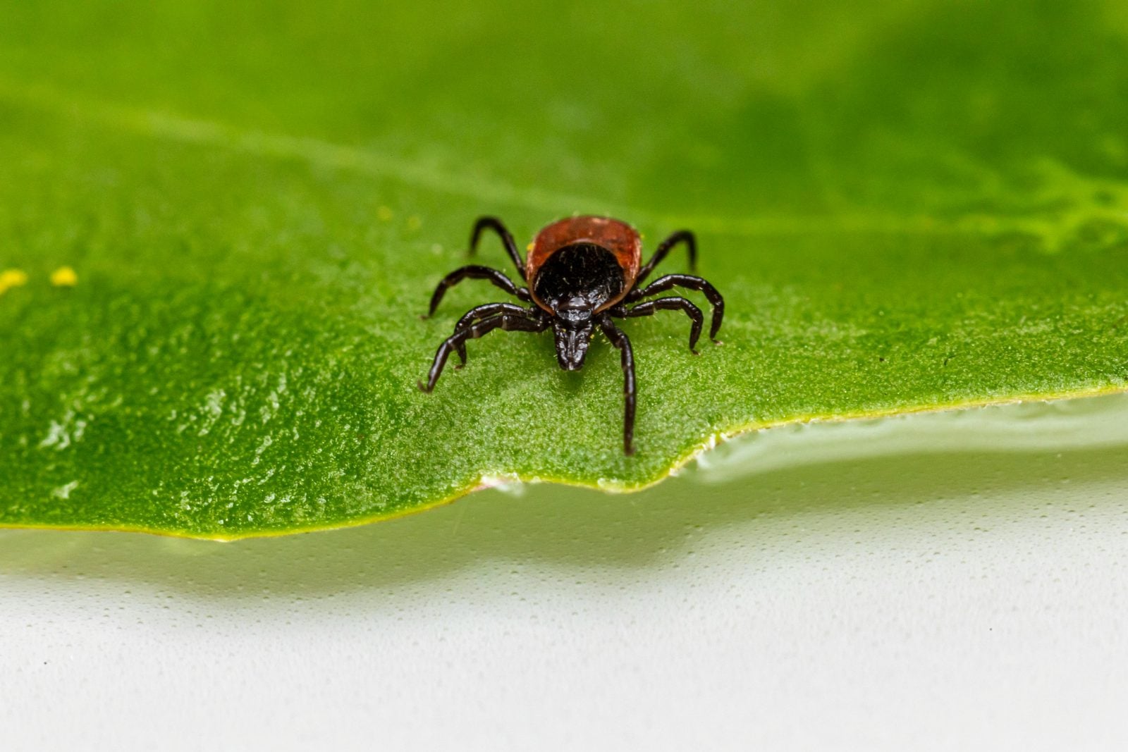 60 Degrees Pharma partners with Yale to develop tick disease medicine