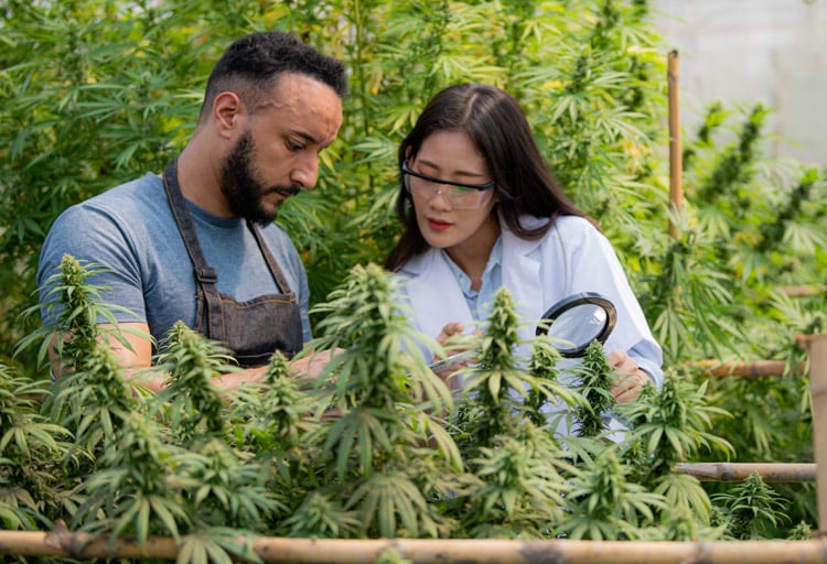 Cannabis industry contribution to U.S. economy set to increase by 9% in 2025