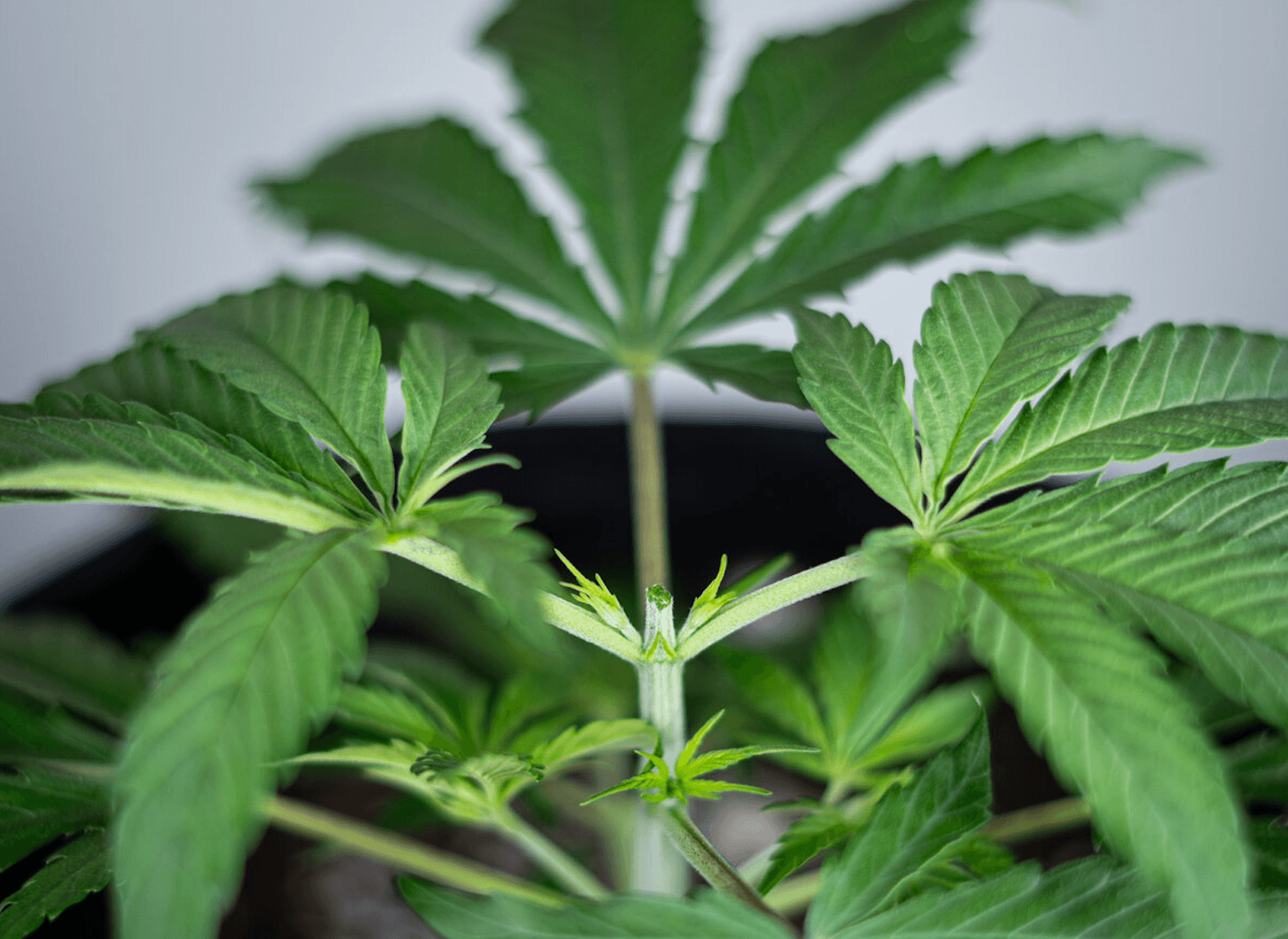 Manitobans can start legally growing cannabis plants at home next month